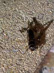 Teleogryllus commodus