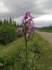 Dactylorhiza sibirica