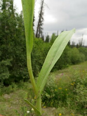 Dactylorhiza sibirica
