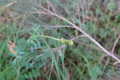 Acaena echinata