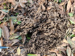 Crematogaster rogenhoferi