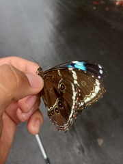Morpho