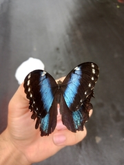Morpho