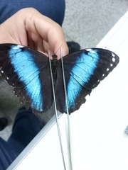Morpho