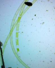 Charophyta