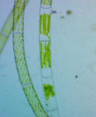 Charophyta