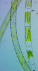 Charophyta