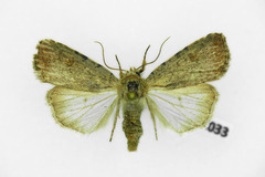 Caradrina selini