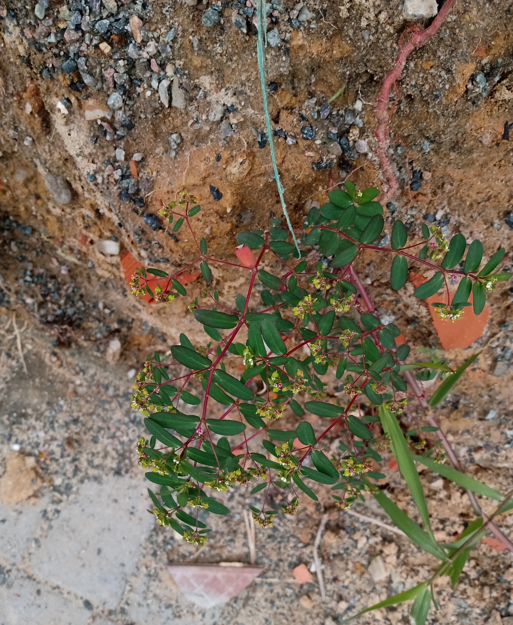Euphorbia hyssopifolia