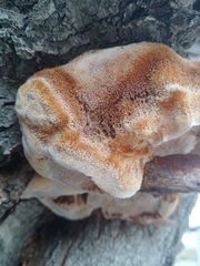 Agaricomycetes