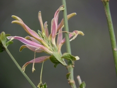 Anisotes formosissimus