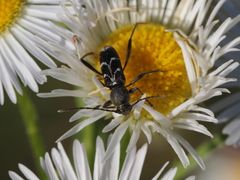 Chlorophorus sartor