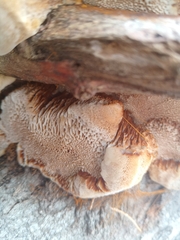 Agaricomycetes