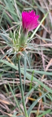 Dianthus balbisii