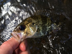 Ambloplites ariommus