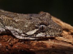 Mokopirirakau granulatus