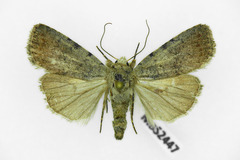 Caradrina selini