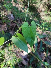 Thladiantha punctata