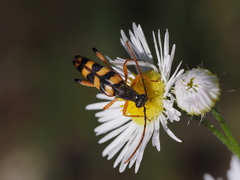 Strangalia attenuata