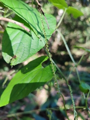 Thladiantha punctata