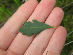 Morella diversifolia