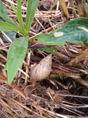 Bulimulus bonariensis
