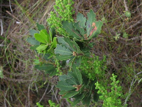 Image of Morella diversifolia by (c) Jeremy Gilmore, some rights reserved (CC BY)