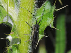 Agapanthia subchalybaea