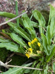 Erysimum cheiranthoides