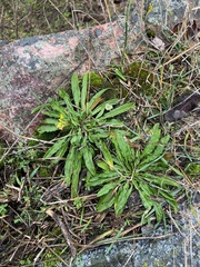 Erysimum cheiranthoides