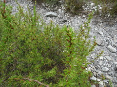 Cliffortia stricta
