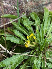 Erysimum cheiranthoides