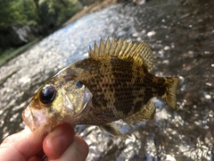 Ambloplites ariommus