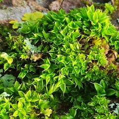 Syntrichia papillosa