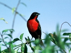 Leistes militaris