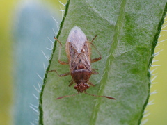 Rhopalus