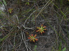 Drosera esterhuyseniae