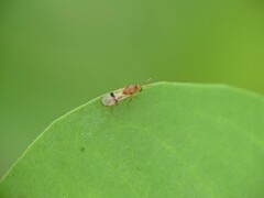 Sycophila