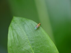 Diptera