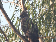 Nisaetus cirrhatus