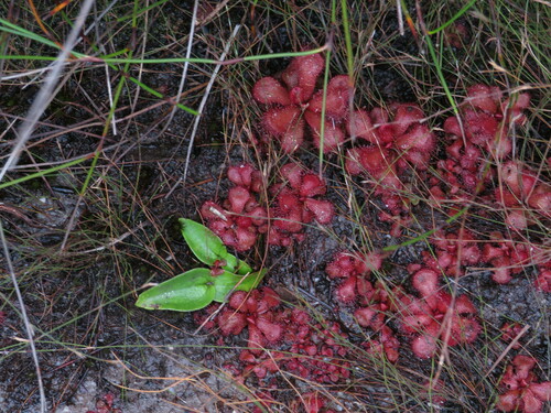 Drosera slackii