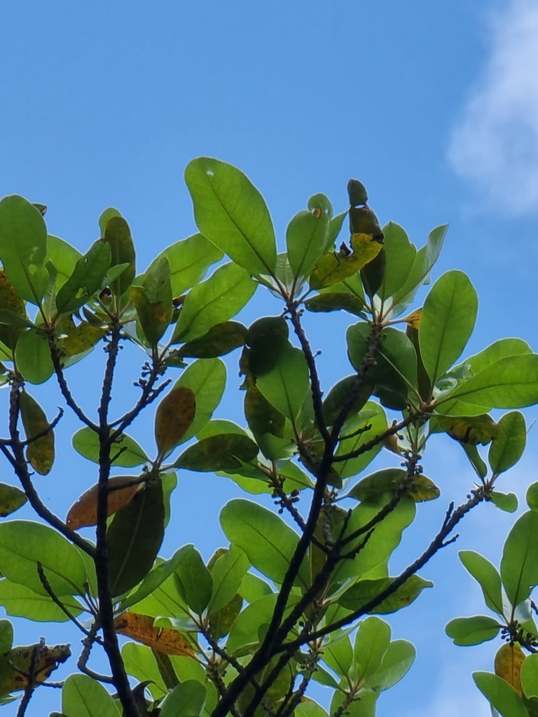 Sideroxylon mirmulano; photograph Vítor Jorge, CC BY, iNaturalist via GBIF