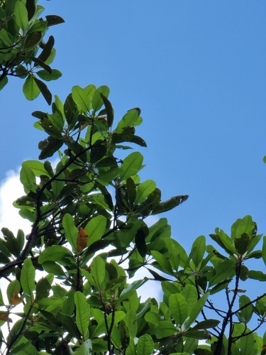 Sideroxylon mirmulano, photograph 1