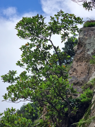 Sideroxylon mirmulano, photograph 2