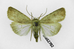 Caradrina selini