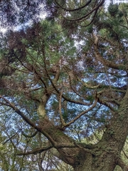 Cryptomeria japonica