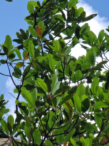 Sideroxylon mirmulano, photograph 3