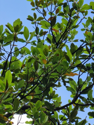 Sideroxylon mirmulano, photograph 4