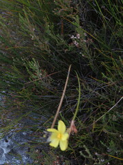 Bobartia longicyma magna