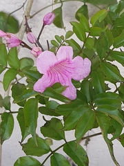 Podranea ricasoliana